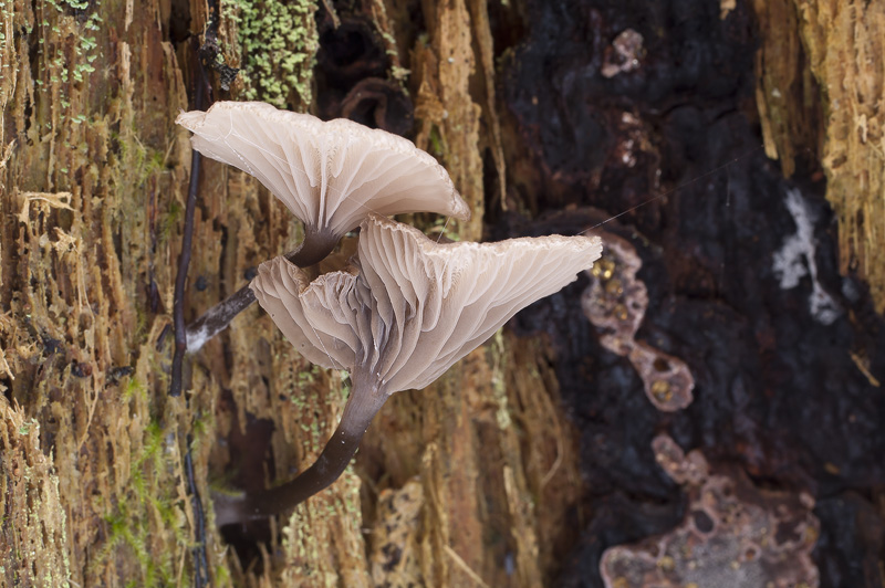 Omphalina epichysium